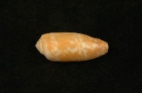 藏品(朦朧芋螺)的圖片